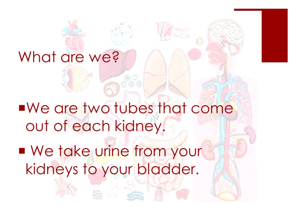 What are we? We are two tubes that come out of each kidney. We